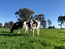 Happy heifers at Vala Holsteins!