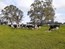 Geoff and Darryl McNeil sold 80 spring calving heifers, 76 in calf to sexed semen.