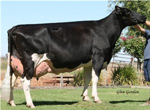 Cow of the Year, Orchard Vale Informer Tiffany