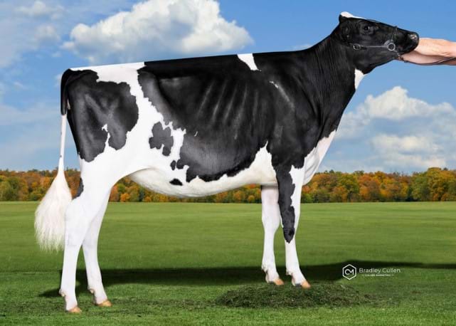 Senior Yearling (Over 15 months)